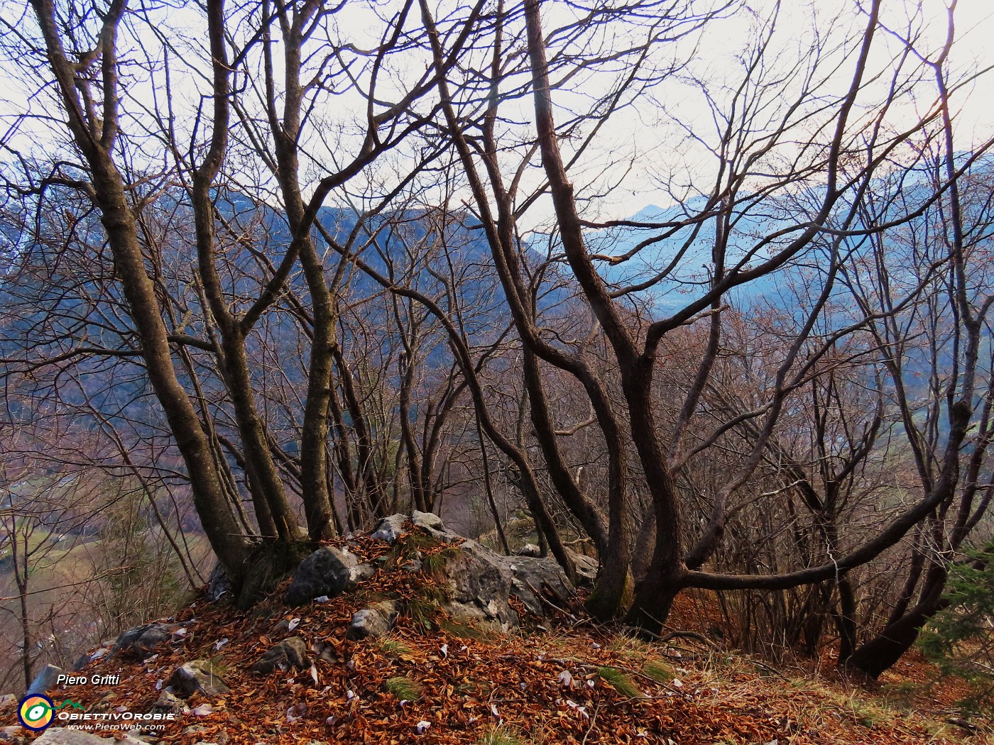 37 Carpini neri si colorano dell'imbrunire.JPG